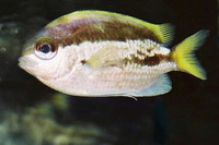 Chromis okamurai, Okinawa chromis: