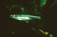 Esomus thermoicos, : fisheries, aquarium, bait