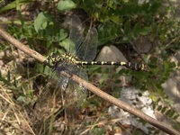 Onychogomphus forcipatus