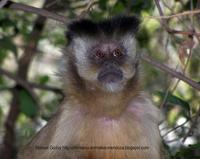 Image of: Cebus apella (brown capuchin)