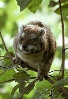 Image of: Dendrohyrax arboreus (southern tree hyrax)