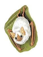 Image of: Ectophylla alba (white bat)