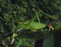 Isophya modestior