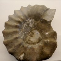 Collignoniceras woolgari