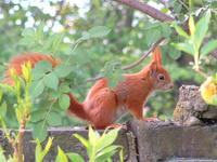 Image of: Sciurus vulgaris (Eurasian red squirrel)