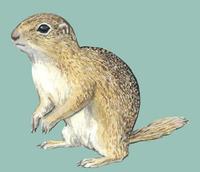 Image of: Spermophilus citellus (European ground squirrel)