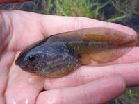 Pelobates fuscus - Common Spadefoot