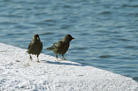 Corvus monedula - Eurasian Jackdaw