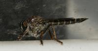 Image of: Asilidae (robber flies)