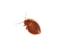 Image of: Cimicidae (bed bugs)