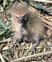 Image of: Botaurus lentiginosus (American bittern)