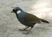 Image of: Garrulax chinensis (black-throated laughing-thrush)