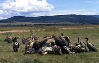 Image of: Gyps fulvus (Eurasian griffon), Accipitridae (hawks, eagles, and relatives)