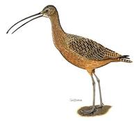 Image of: Numenius americanus (long-billed curlew)