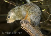 Heliosciurus rufobrachium - Red-legged Sun Squirrel