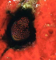 Hypsoblennius invemar - Tessellated Blenny