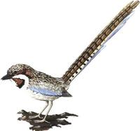 Image of: Uratelornis chimaera (long-tailed ground roller)