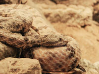 Image of: Crotalus mitchelli (speckled rattlesnake)