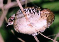 Orange-necked Partridge - Arborophila davidi