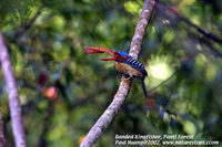 Banded Kingfisher - Lacedo pulchella