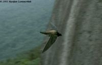 Brown-backed Needletail - Hirundapus giganteus