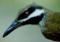 Barred Rail - Gallirallus torquatus