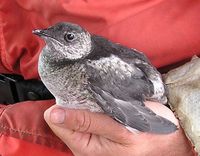 Kittlitz's Murrelet - Brachyramphus brevirostris