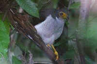 Lined Forest-Falcon - Micrastur gilvicollis