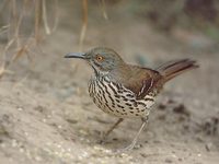 Long-billed Thrasher (Toxostoma longirostre) photo