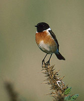 Stonechat (Saxicola torquata) photo