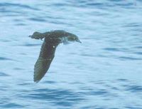 Common Diving-Petrel (Pelecanoides urinatrix) photo