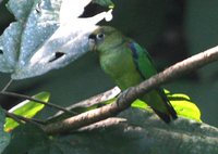 Scarlet-shouldered Parrotlet - Touit huetii