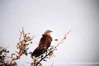 White-browed Coucal - Centropus superciliosus