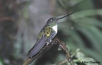 Collared Inca - Coeligena torquata