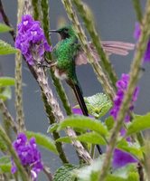 Green-tailed Trainbearer - Lesbia nuna