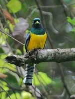 Black-throated Trogon - Trogon rufus