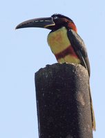 Chestnut-eared Aracari - Pteroglossus castanotis