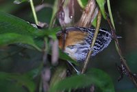 Ochre-rumped Antbird - Drymophila ochropyga