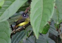 Ornate Flycatcher - Myiotriccus ornatus