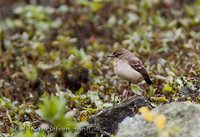 Short-tailed Field-Tyrant - Muscigralla brevicauda