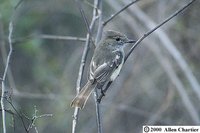 Galapagos Flycatcher - Myiarchus magnirostris