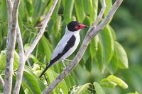 Black-tailed Tityra - Tityra cayana