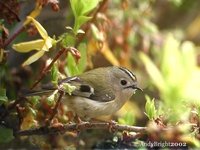 Goldcrest - Regulus regulus