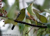 Green Iora - Aegithina viridissima