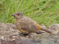 Cape Rock-Thrush - Monticola rupestris