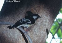 White-winged Tit - Parus nuchalis