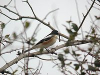 Masked Shrike - Lanius nubicus