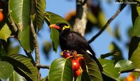 Common Hill Myna - Gracula religiosa