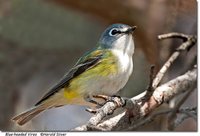 Blue-headed Vireo - Vireo solitarius