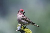 Cassin's Finch - Carpodacus cassinii